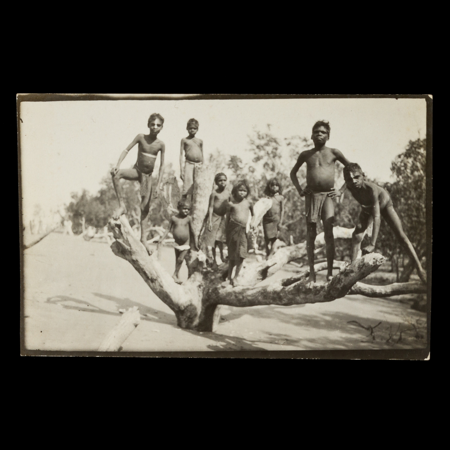 Larrakia children posing on the branches of a dead tree, Port Darwin ...