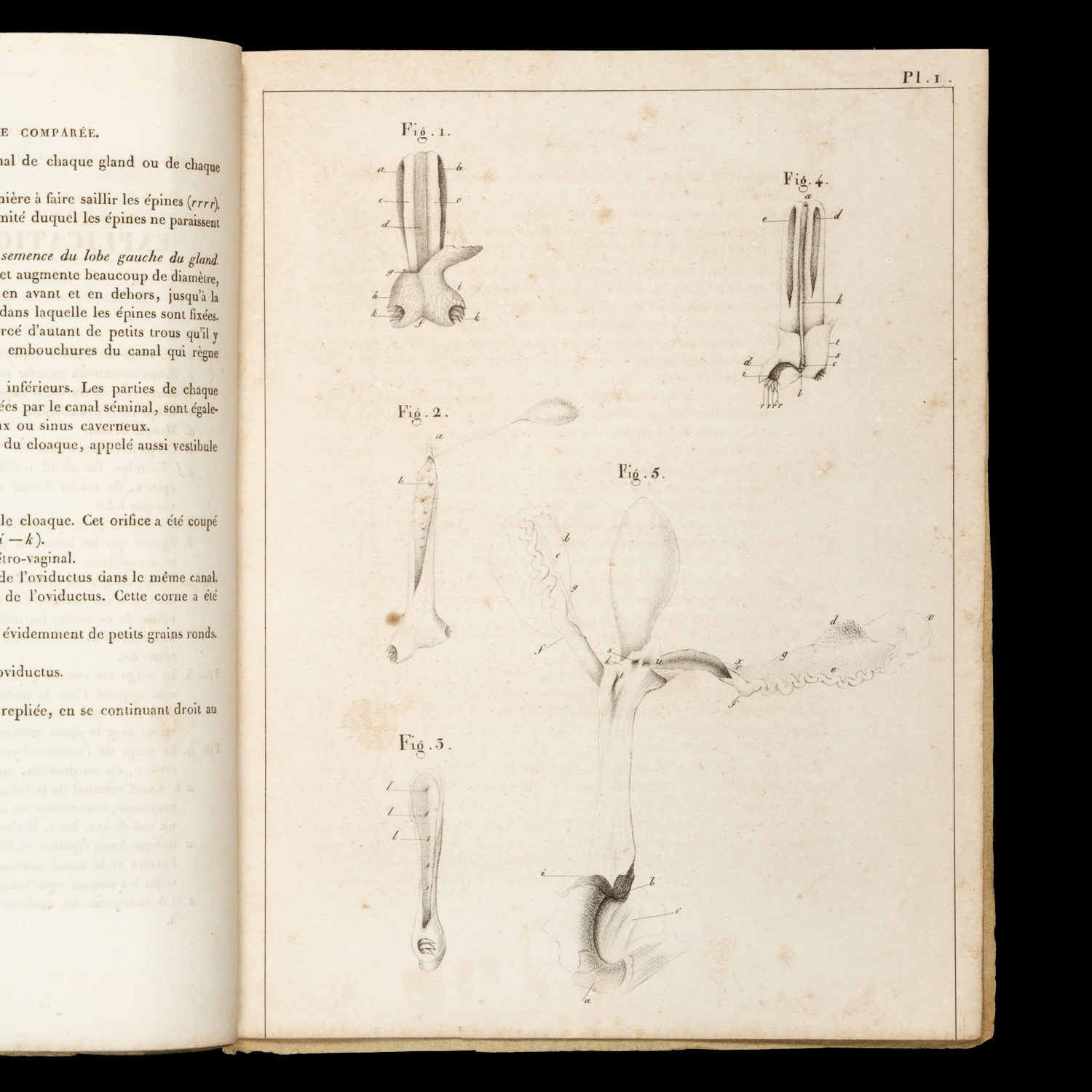 Fragment d'anatomie comparée sur les organes de la génération de l ...