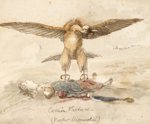 Carrion Vulture (Vultur Bismarckii)