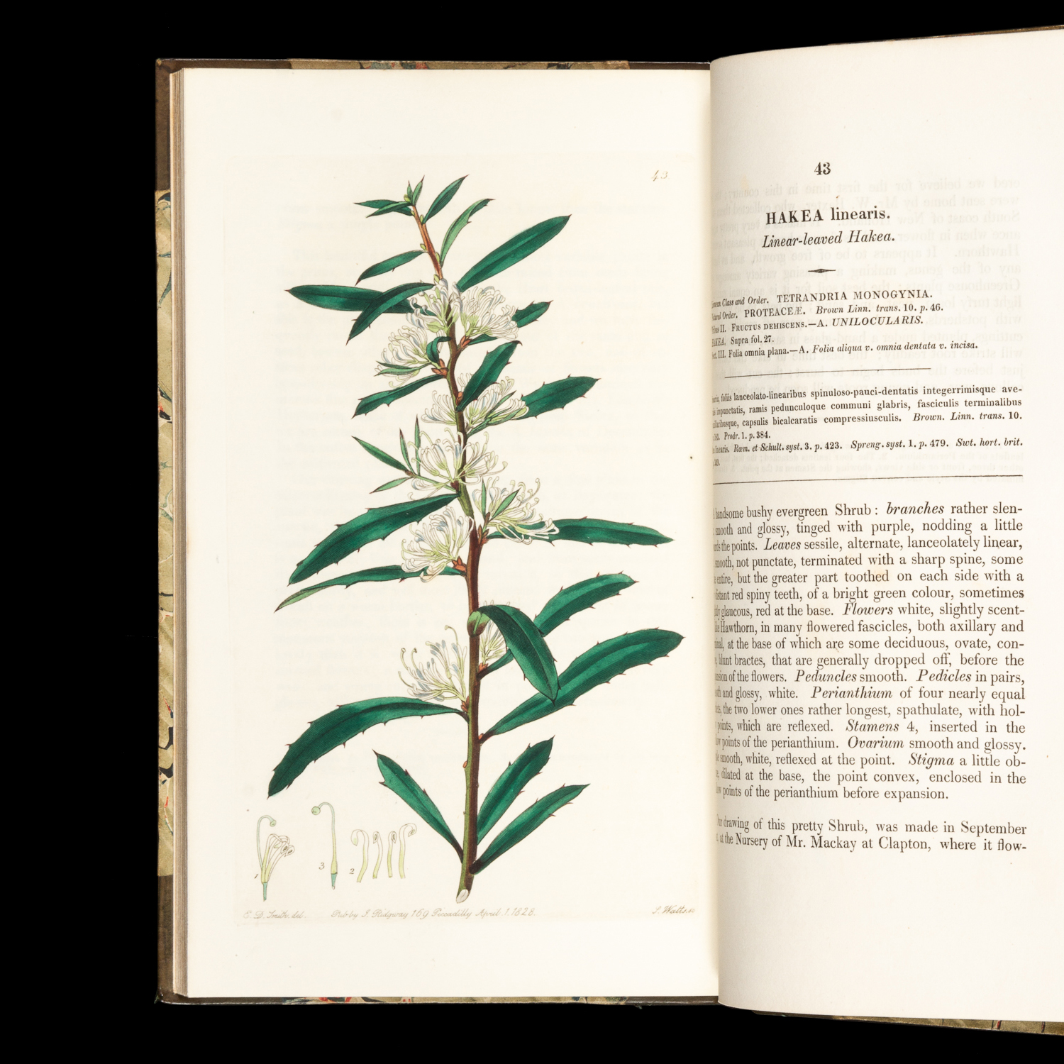 Flora Australasica Or A Selection Of Handsome Or Curious Plants 