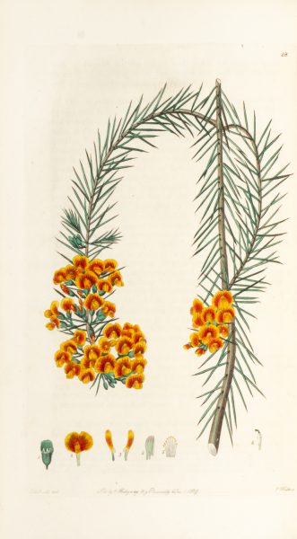 Flora Australasica Or A Selection Of Handsome Or Curious Plants 
