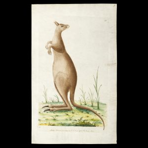 Macropus Giganteus (Great Kanguroo)