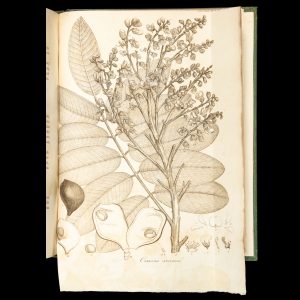 [BOTANY; NEW HOLLAND] The Transactions of the Linnean Society of London. Volume X. [1811]