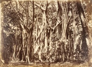 Banyan trees and bush near Palmerston (Port Darwin), Northern Territory, c.1870