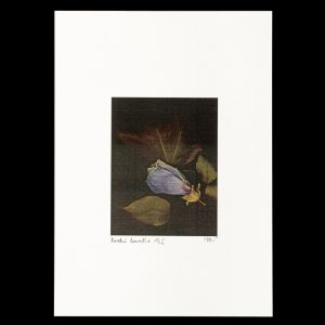 Rococo recollections