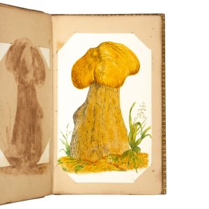 [NATURAL HISTORY ALBUM] Fungi painted by Colonel Houstoun of Clerkington.