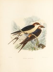 A monograph of the Hirundinidae or family of swallows.