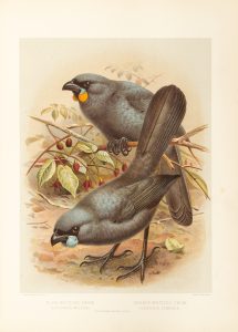 A history of the birds of New Zealand (second edition)