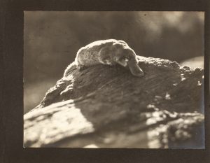 [HEALESVILLE SANCTUARY] Two albums of original photographs of native animals, including "Splash" the platypus, plus local views and portraits, 1930s-40s.