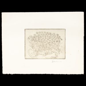 The daisy bush