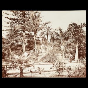 Three views in the Botanic Gardens, Sydney, New South Wales, c.1890.