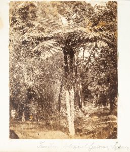 Tree Fern, Botanical Gardens, Sydney (1856-1860)