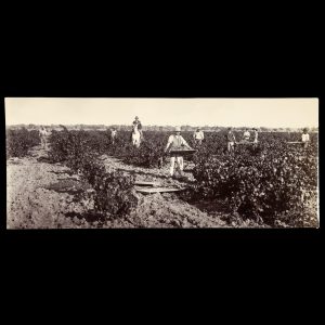 [RIVER MURRAY] Clearing the land; digging an irrigation channel; harvesting wine grapes; view of a rural property with windmill pump. Renmark district, South Australia, late 1890s.