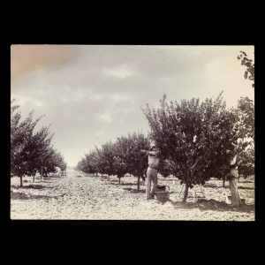 [RIVER MURRAY] Clearing the land; workers in citrus fruit orchard. Renmark district, South Australia, late 1890s.