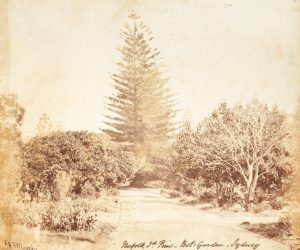 Norfolk Id. Pine, Bot: Garden, Sydney (1856-1860)