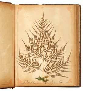 Album of pressed ferns collected in New South Wales and Fiji, c.1880.