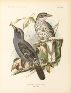 The birds of Celebes and the neighbouring islands.
