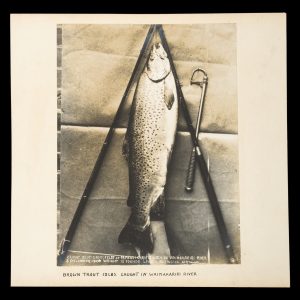 [ANGLING] Three photographs of large New Zealand trout caught in Lake Rotorua, Lake Victoria, and the Waimakariri River, early 1900s.
